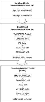 Inhibition of KCa2 Channels Decreased the Risk of Ventricular Arrhythmia in the Guinea Pig Heart During Induced Hypokalemia